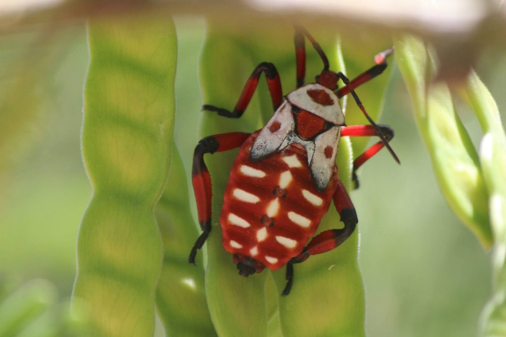 Giant Mesquite Bug nymph