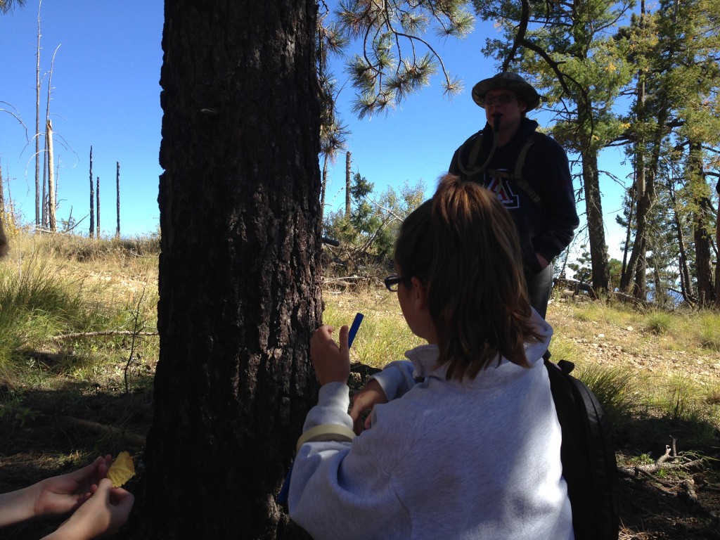 The Dendrophobics collect a pine tree core sample using an increment borer