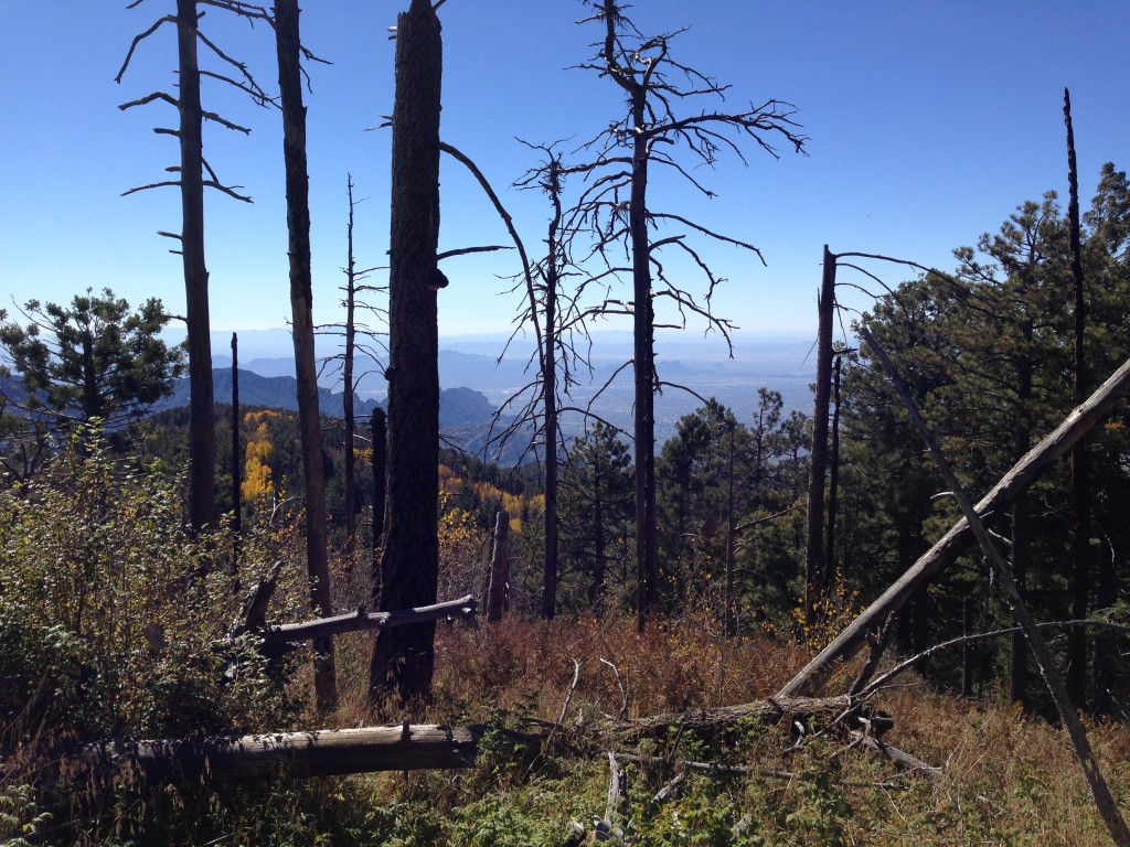 View from the meadow down to our ridge field site