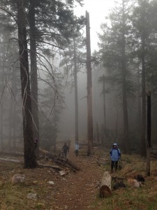 Snowy times in the forest